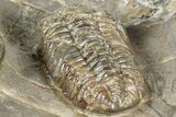 Three Colorful Phacopid (Austerops) Trilobites - Jorf Morocco #329072-13